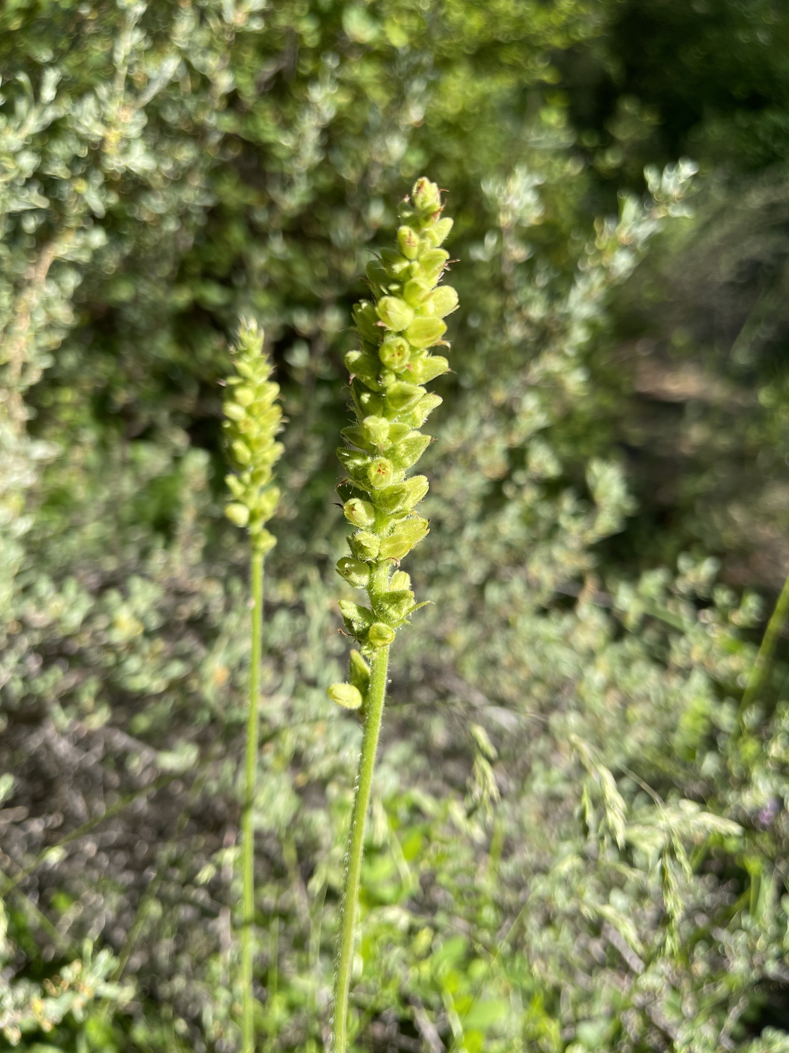 Heuchera chlorantha