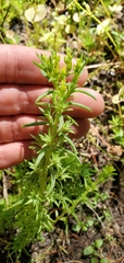 Sedum stenopetalum
