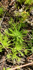 Sedum stenopetalum