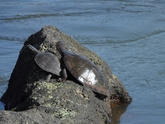 Phrynops williamsi