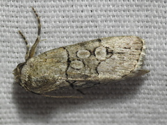 Sympistis sectiloides