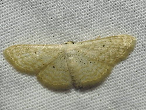Scopula benitaria photo 4