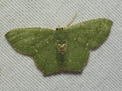 Chloropteryx nordicaria