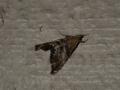 Dicymolomia metalliferalis