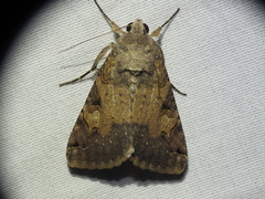 Melipotis agrotoides