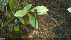 Leptogomphus sauteri