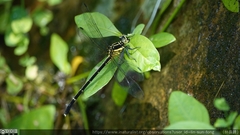 Leptogomphus sauteri
