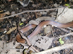 Atractus trilineatus