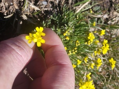 Draba incerta