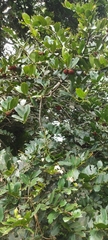 Diospyros malabarica
