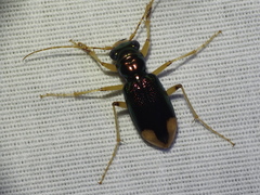 Tetracha impressa