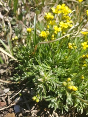 Draba incerta