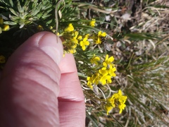 Draba incerta