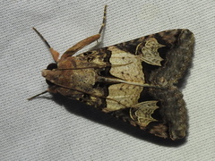 Melipotis agrotoides