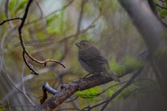 Carpodacus erythrinus grebnitskii