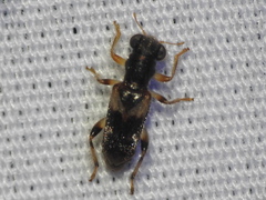 Phyllobaenus obscurus