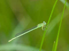 Paracercion plagiosum