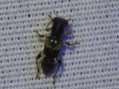 Phyllobaenus obscurus