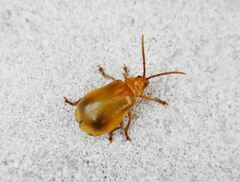 Monocesta coryli