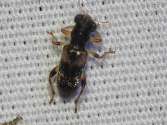Phyllobaenus obscurus