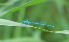 Paracercion plagiosum