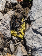 Vulpicida juniperinus