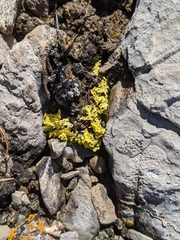 Vulpicida juniperinus