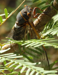 Diceroprocta cinctifera