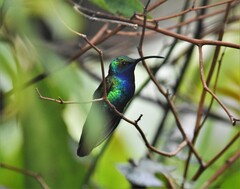 Campylopterus falcatus