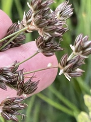 Juncus longistylis