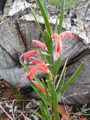 Adenanthos barbiger