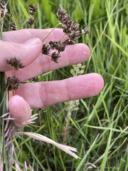 Juncus longistylis
