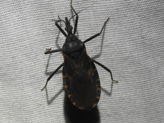 Triatoma gerstaeckeri