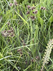 Juncus longistylis