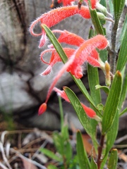 Adenanthos barbiger