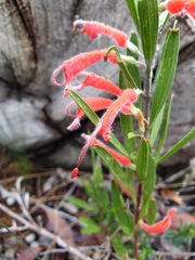 Adenanthos barbiger