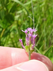 Polygala incarnata