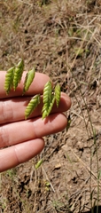 Bromus briziformis