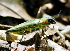 Iridotaenia