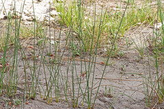 Juncus balticus ater