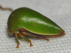 Stictopelta