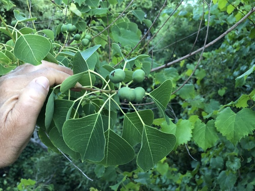 Triadica sebifera image
