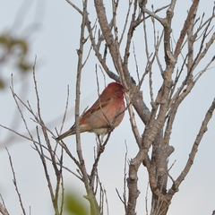 Carpodacus erythrinus grebnitskii