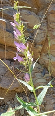 Penstemon venustus