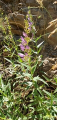 Penstemon venustus