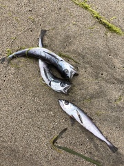 Merluccius productus