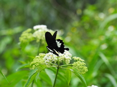Papilio nephelus chaonulus