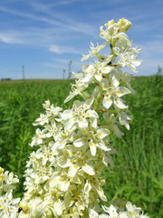 Thomas Koffel, CC BY, iNaturalist via GBIF Melanthium virginicum, photograph Thomas Koffel, CC BY, iNaturalist via GBIF