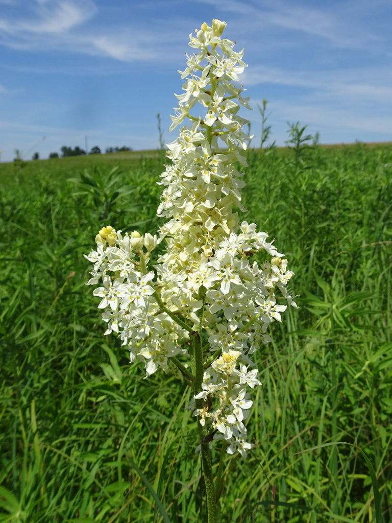 Melanthium virginicum; photograph Thomas Koffel, CC BY, iNaturalist via GBIF