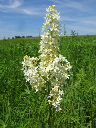 Melanthium virginicum